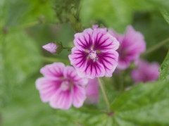 葉に守られる花