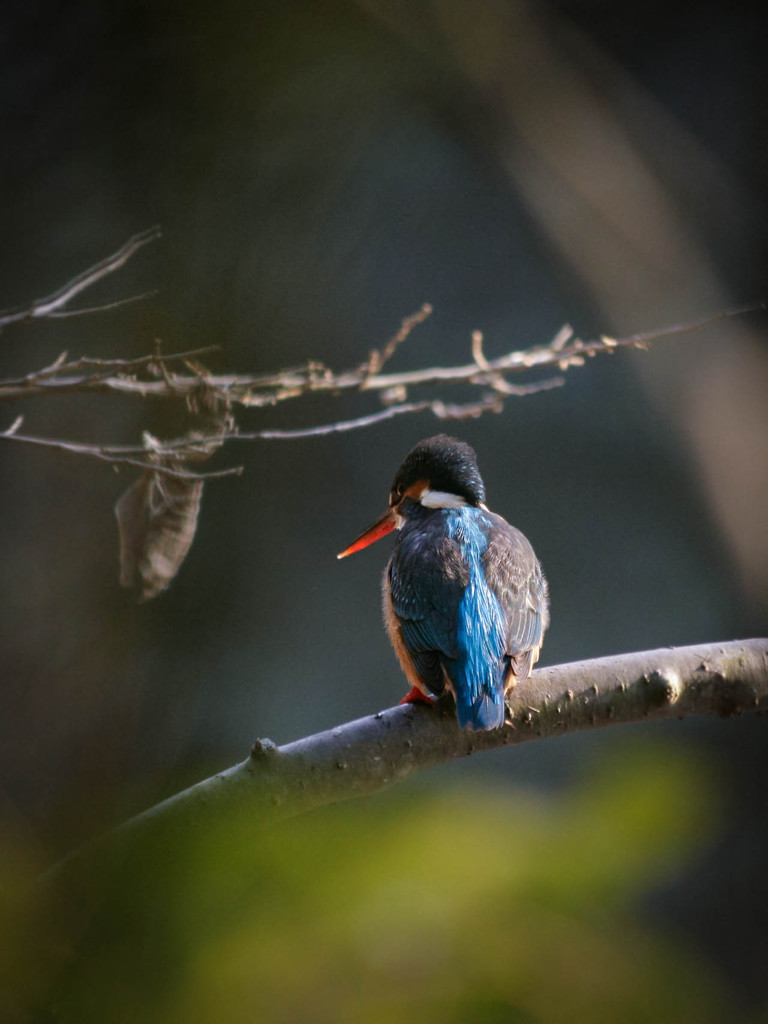 初めて見た幸せの青い鳥