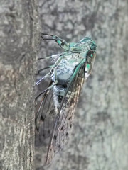 反り返るミンミンゼミ