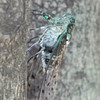 反り返るミンミンゼミ