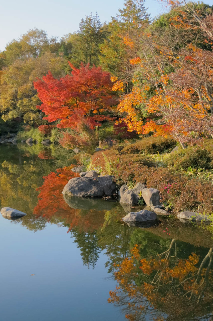 斜陽に染まる紅葉(S100)