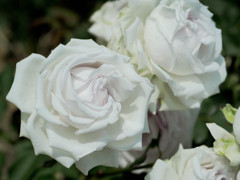 白紫の薔薇