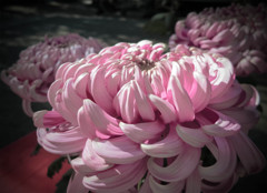 紫菊三輪