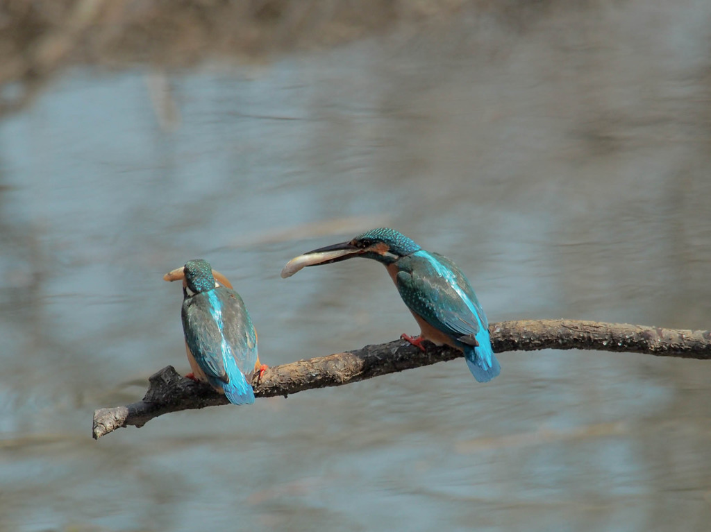 ふられるカワセミ1