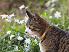 花ネコ