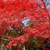 GF1で初紅葉スナップ
