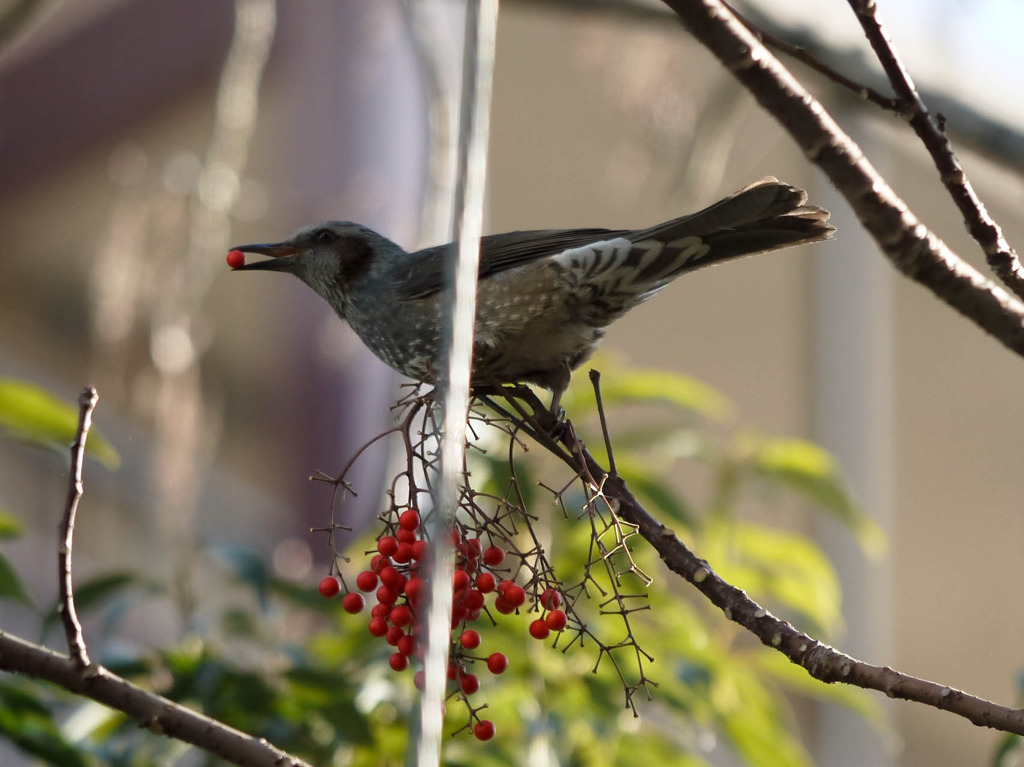 ヒヨドリのお食事