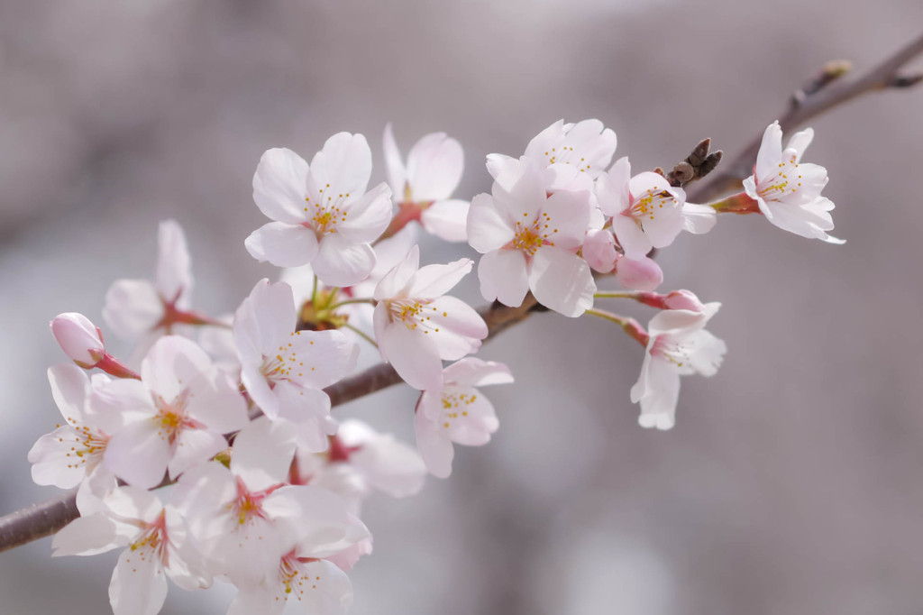 ほんのり桜色