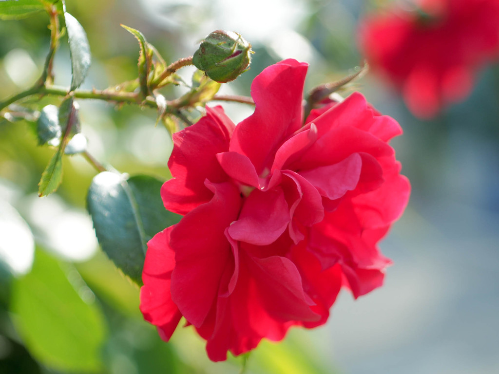 光の中の薔薇