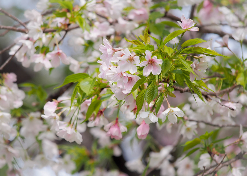 妻が好きな山桜