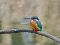 カワセミの出会い５
