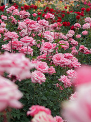 薔薇の園