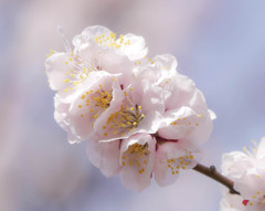 近所の梅もようやく咲き始めました