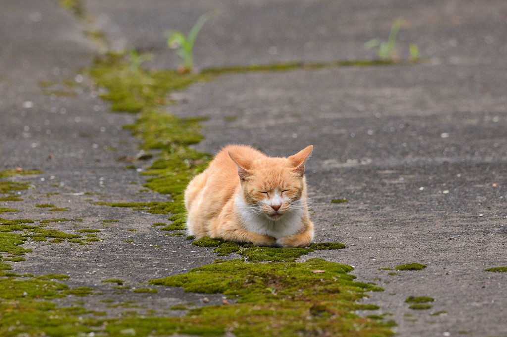 でも猫さんはおねむでやる気無し。