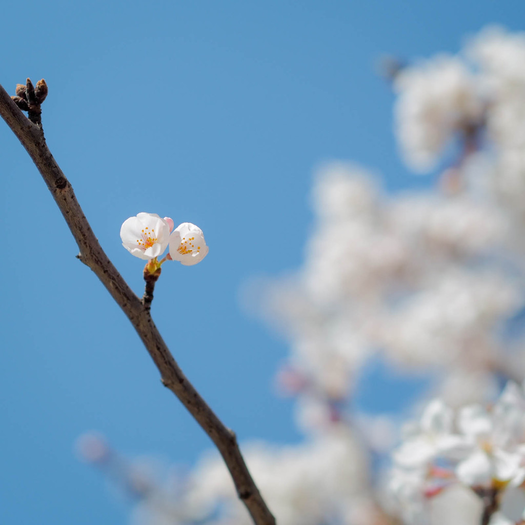 赤ちゃん桜