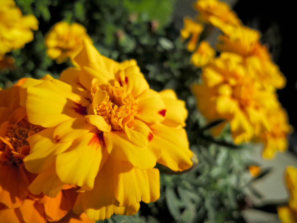 暖かさを感じる秋の花