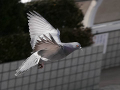 ミラーレスで飛翔撮影訓練９