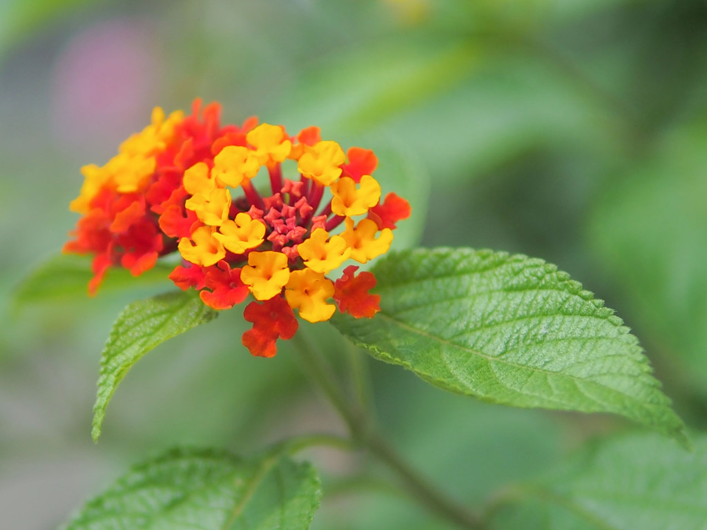 ナルシスティックなランタナ