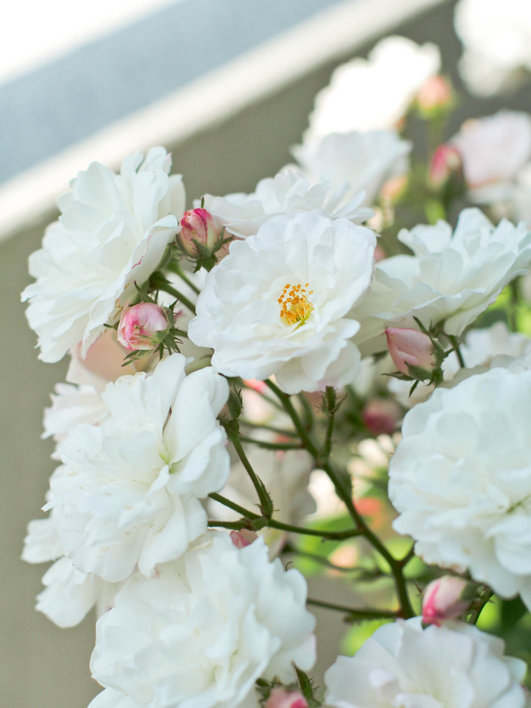妻が育てた薔薇