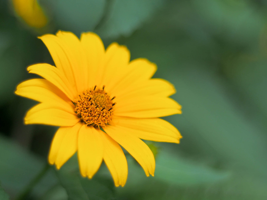 この花の名前を僕はまだ・・・覚えられない