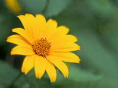 この花の名前を僕はまだ・・・覚えられない