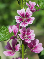 安定感のあるゼニアオイの関係