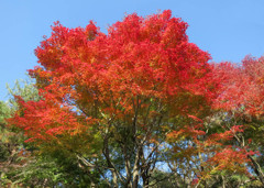 紅、燃ゆる