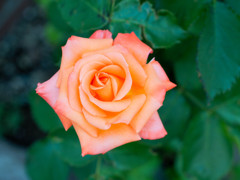やわらか色の薔薇一輪
