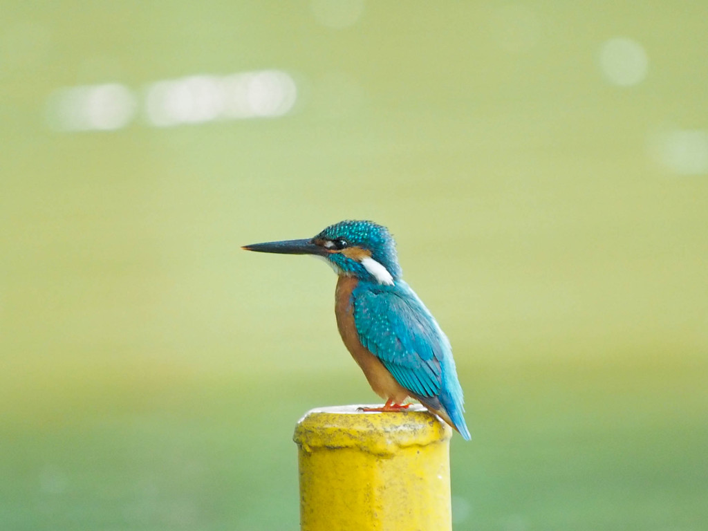 カワセミ、姿勢良く