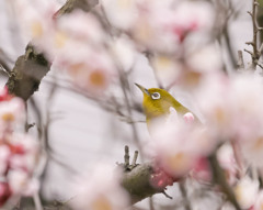 梅の花の奥にメジロがチラリ