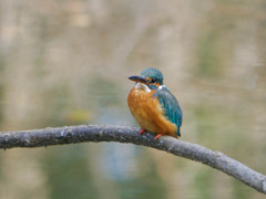 カワセミの出会い６