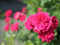 薔薇たちの関係