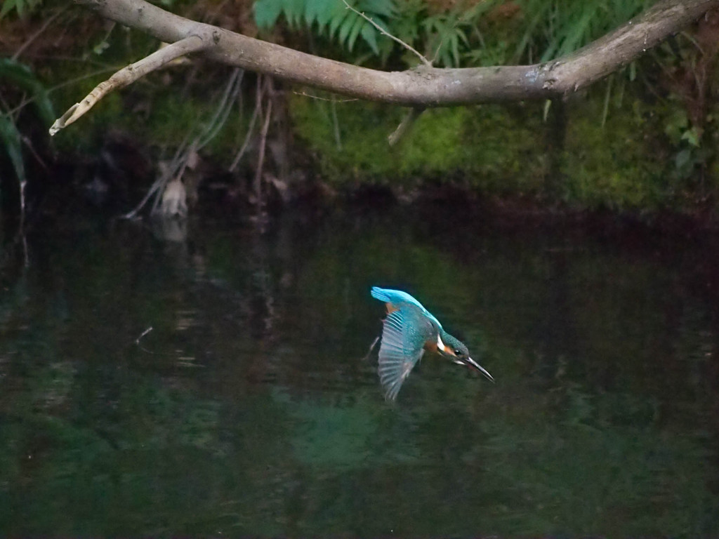 妻が撮るカワセミ水浴びシーン２