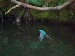 妻が撮るカワセミ水浴びシーン２