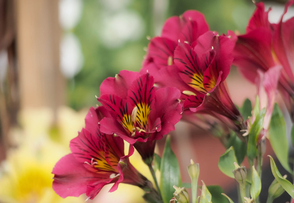 名を知らぬ花05