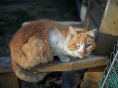 怯えた目の猫さん