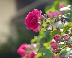 逆光に輝く薔薇