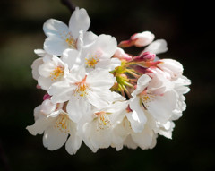 桜、一束