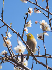 おすましウメジロー