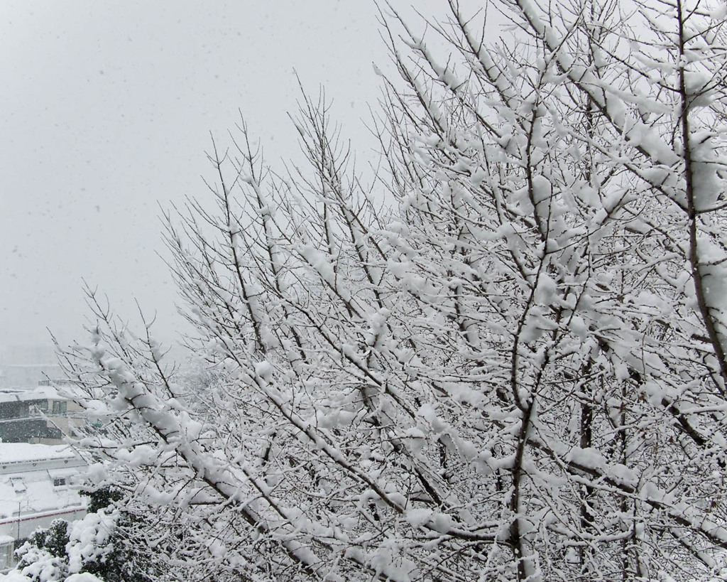 梅咲いた後にまた大雪とは・・・