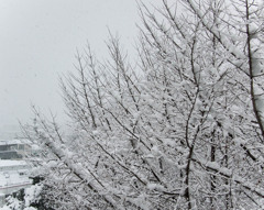 梅咲いた後にまた大雪とは・・・