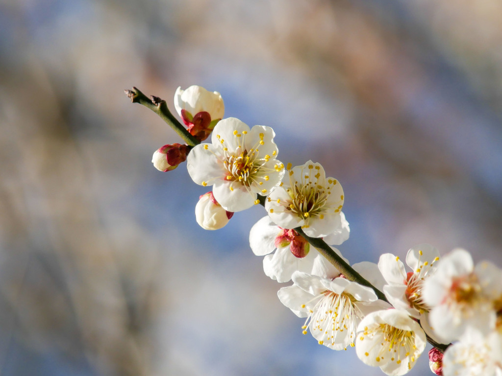 梅の花で比較作例4(G7)