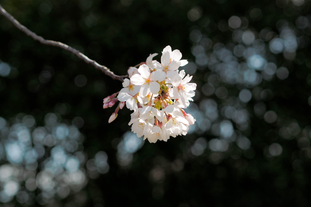 星空に浮かぶ桜の花