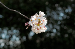 星空に浮かぶ桜の花