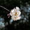 星空に浮かぶ桜の花