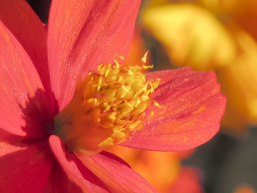 S100テレ端撮り等倍切り取り