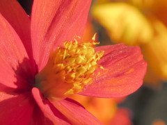 S100テレ端撮り等倍切り取り