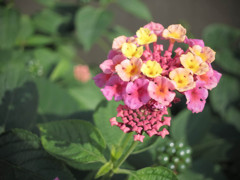 PowerShot S100でランタナを撮る３