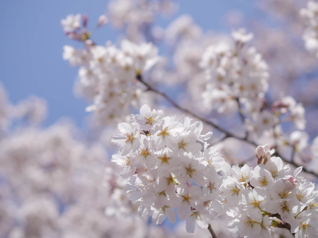 空に向かう桜たち