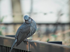 ヒヨドリもカワセミを真似て・・・